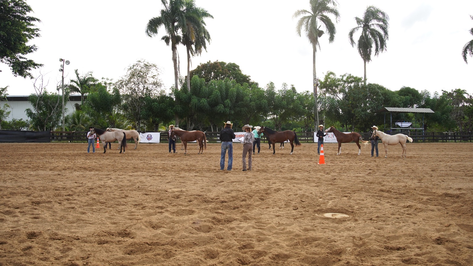 Halter Quarter Horse